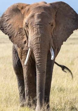 African Elephant