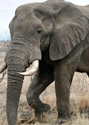 African Elephant