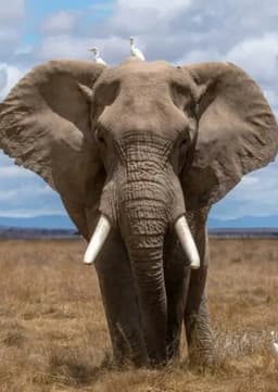 African Elephant