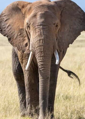 African Elephant