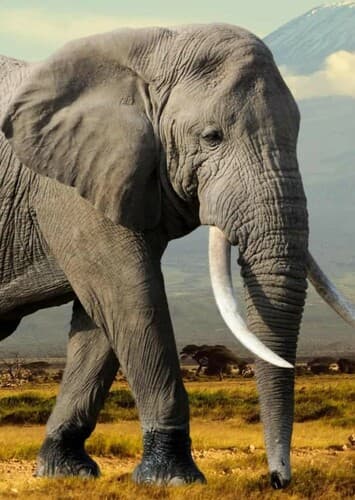 African Elephant
