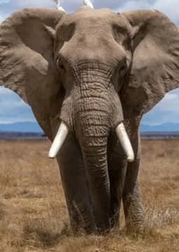 African Elephant