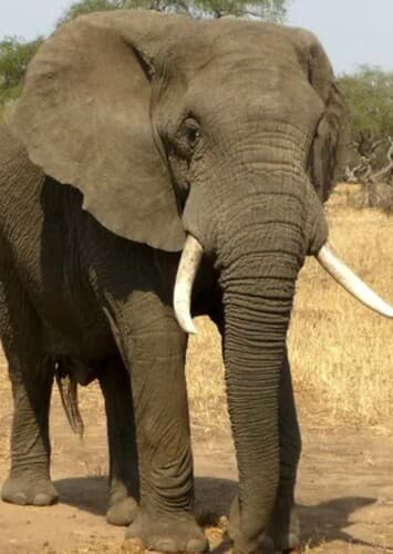 African Elephant