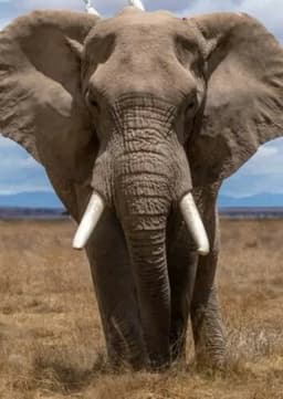 African Elephant