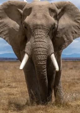 African Elephant