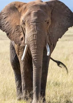 African Elephant