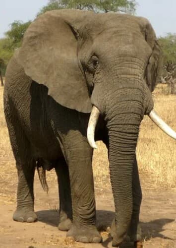 African Elephant