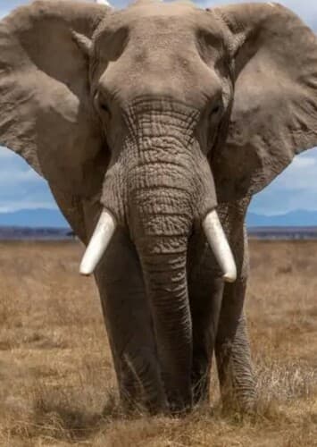 African Elephant