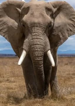 African Elephant