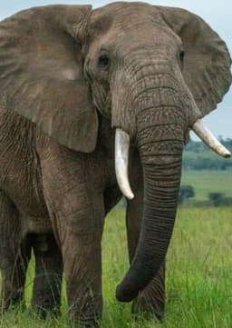 African Elephant