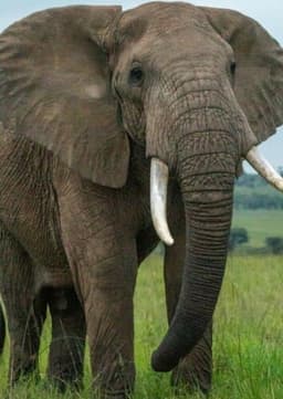 African Elephant