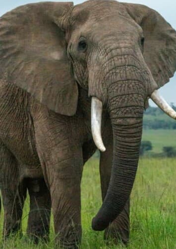 African Elephant
