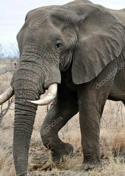 African Elephant