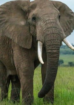 African Elephant