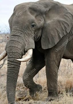 African Elephant