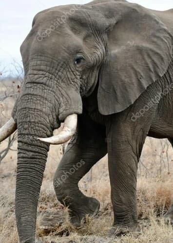 African Elephant