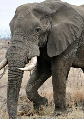 African Elephant