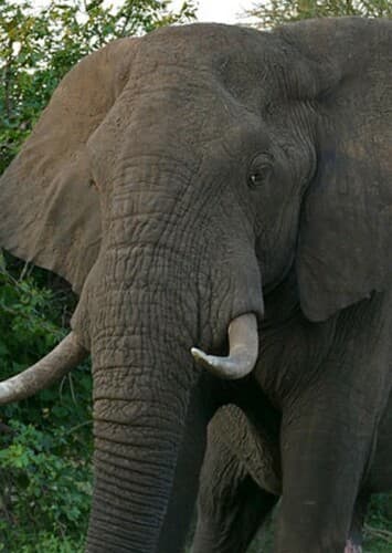 African Elephant