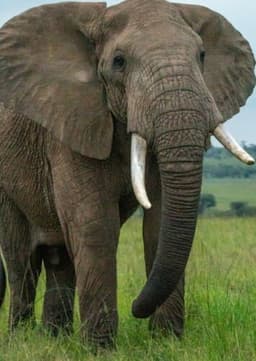 African Elephant