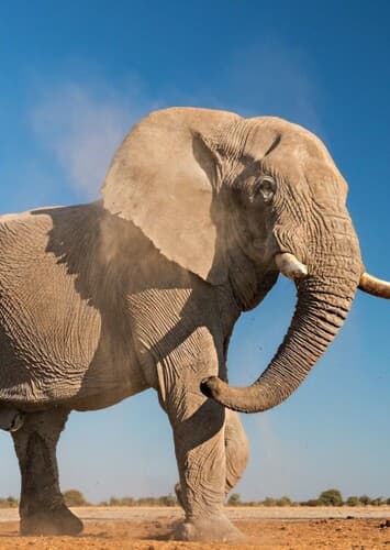 African Elephant