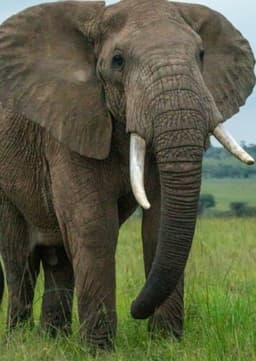 African Elephant