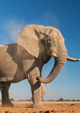 African Elephant