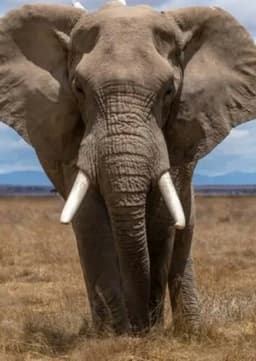 African Elephant