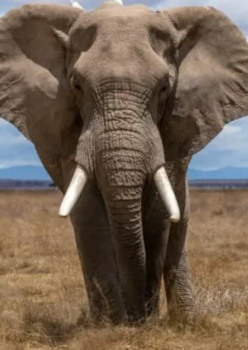 African Elephant