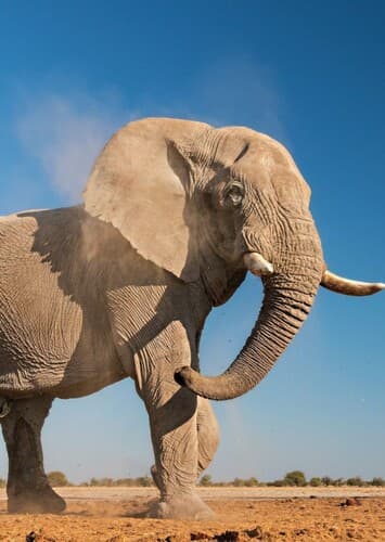 African Elephant