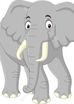 African Elephant