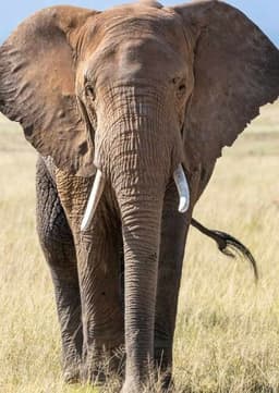 African Elephant