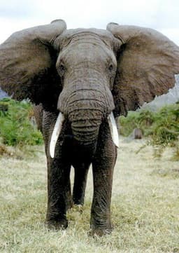 African Elephant