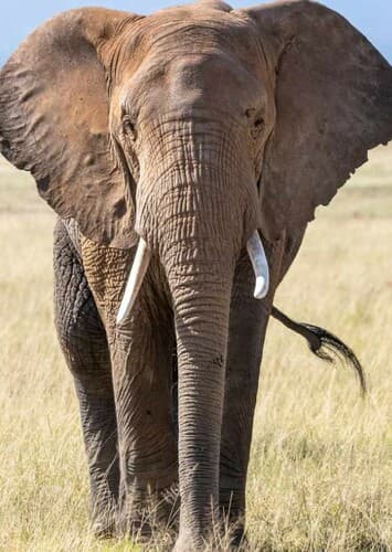 African Elephant
