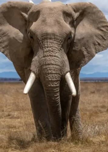 African Elephant
