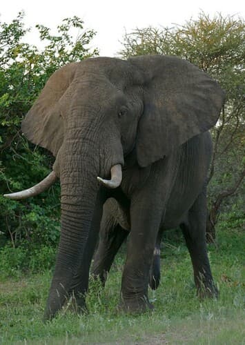 African Elephant