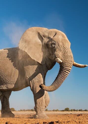 African Elephant