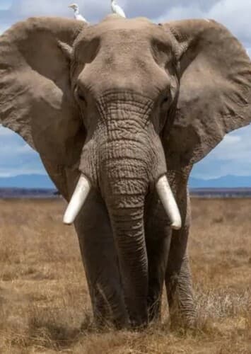 African Elephant