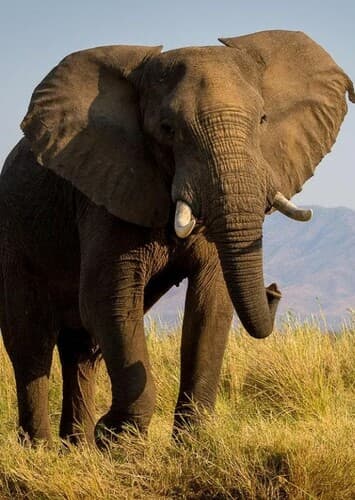 African Elephant