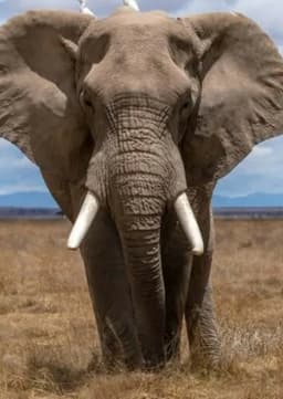 African Elephant