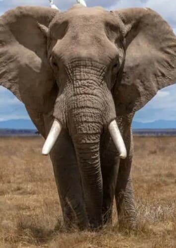 African Elephant