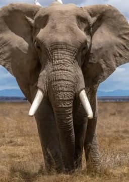 African Elephant
