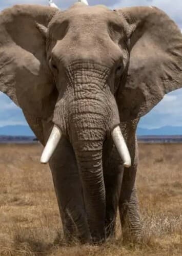 African Elephant