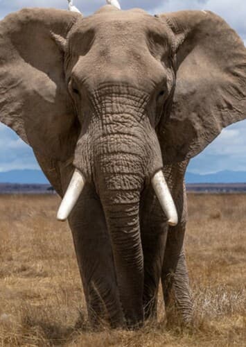 African Elephant