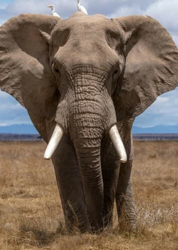 African Elephant