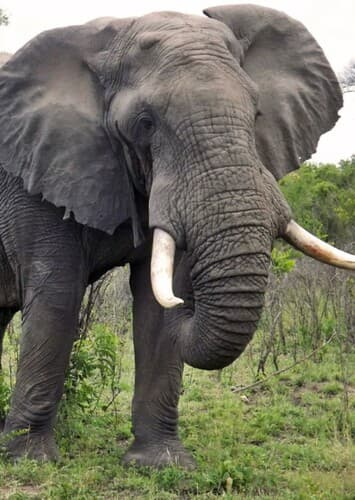 African Elephant