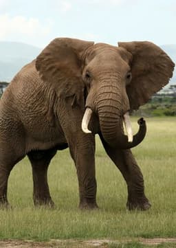 African Elephant