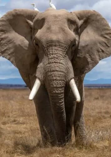 African Elephant