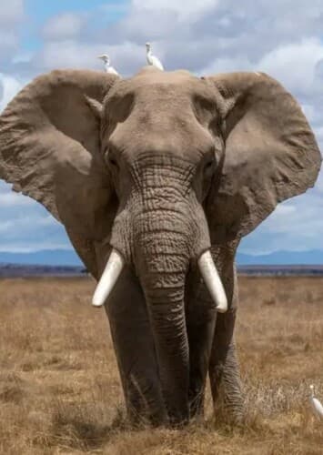 African Elephant