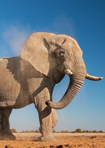 African Elephant