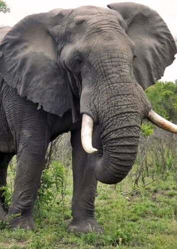 African Elephant